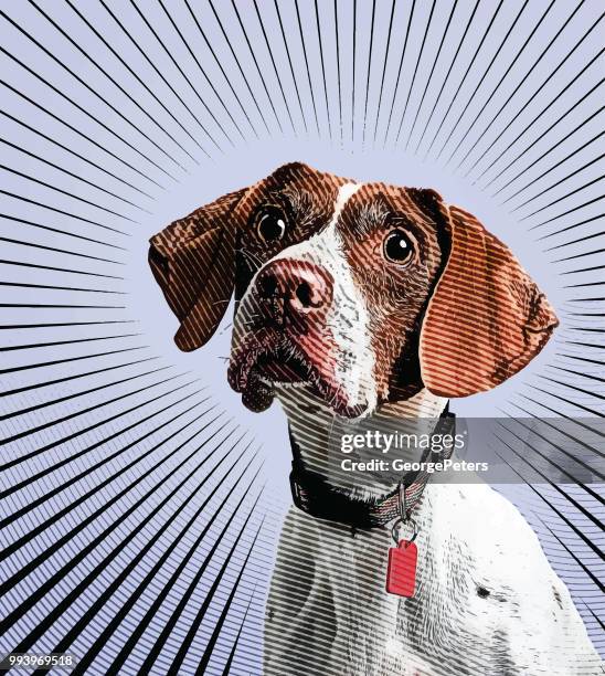 stockillustraties, clipart, cartoons en iconen met aanwijzer hond hopen te worden vastgesteld - pointer