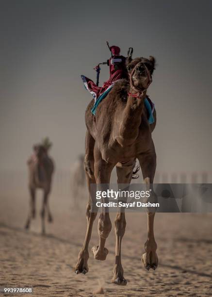 camel with baggage walking on dirt road - camel active - fotografias e filmes do acervo