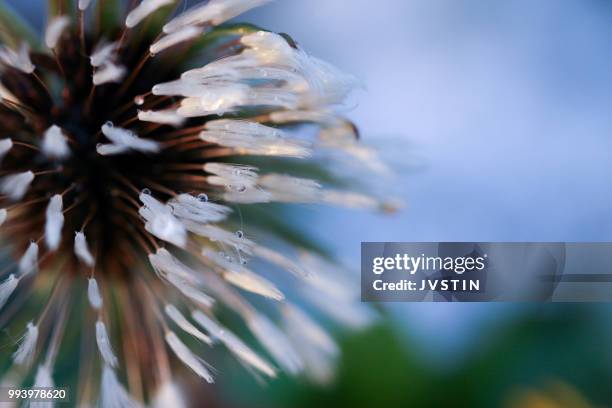 N J Crisp Photos and Premium High Res Pictures Getty Images