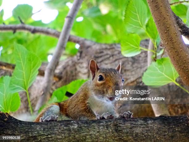 Hey Squirrel High-Res Stock Photo