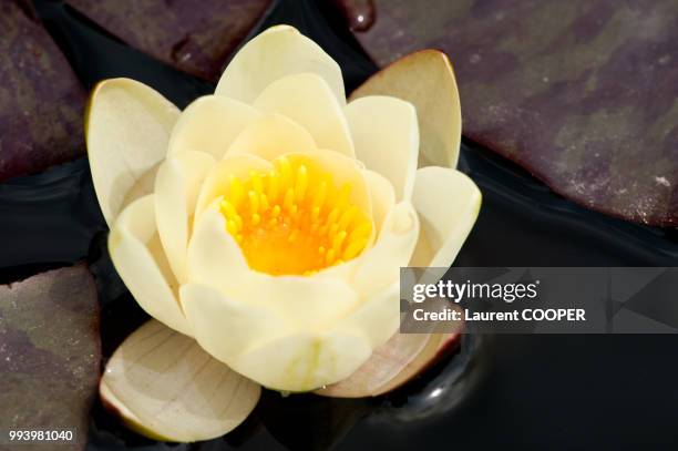 la sagesse du lotus - sagesse stock pictures, royalty-free photos & images