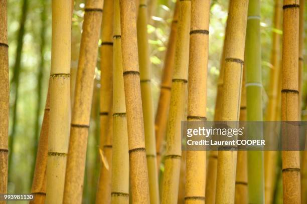 bamboo iii - bastón para bailar fotografías e imágenes de stock