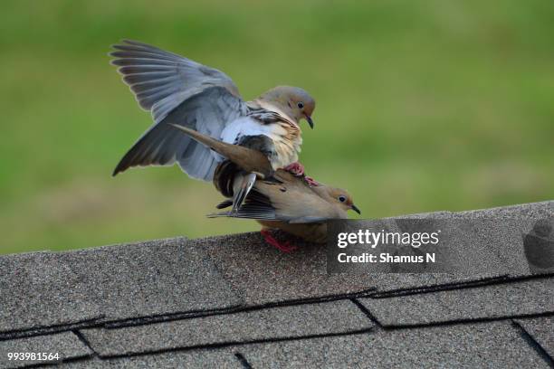 mourning dove mating - mating stock pictures, royalty-free photos & images