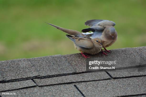 mourning dove mating - mating stock pictures, royalty-free photos & images