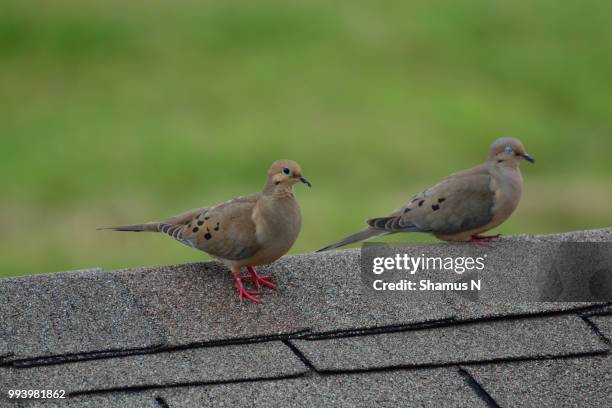 mourning dove mating - mating stock pictures, royalty-free photos & images