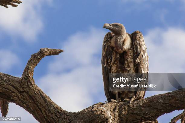 vulture - ruppells griffon vulture stockfoto's en -beelden