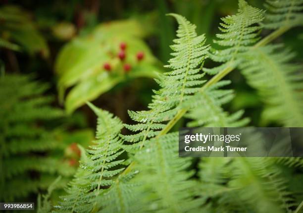 Fern Spring Photos and Premium High Res Pictures - Getty Images