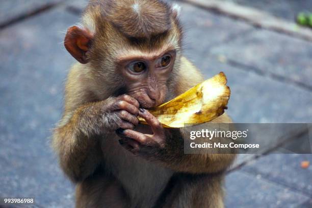 baby monkey eating banana - ape eating banana stockfoto's en -beelden