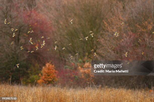flock of goldfinches - kenora stockfoto's en -beelden