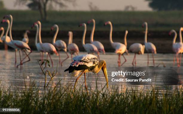 the different one!! - lesser flamingo stock pictures, royalty-free photos & images