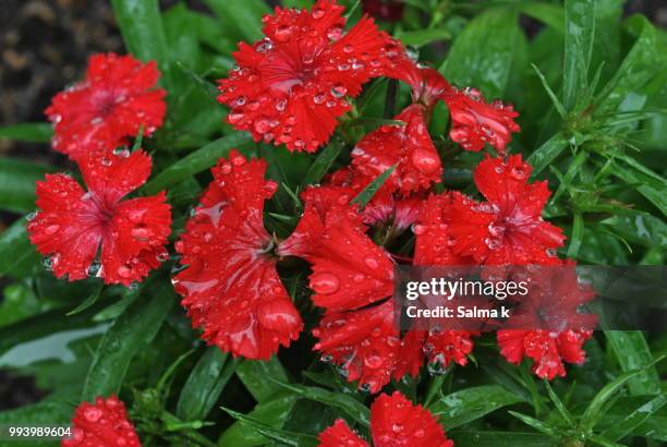 red beauties - salmao stock pictures, royalty-free photos & images