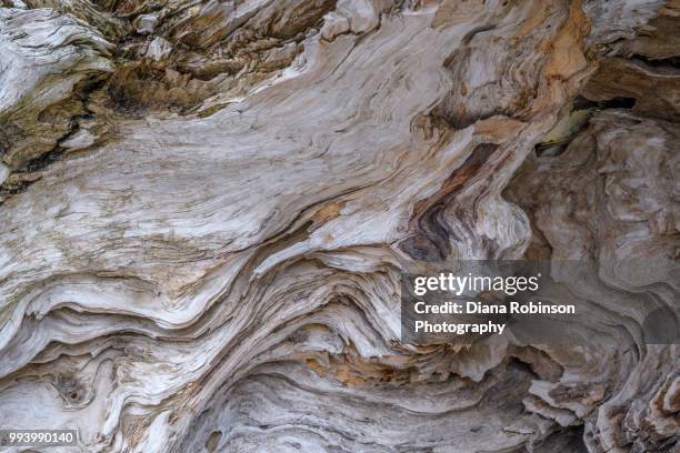 closeup of driftwood on the beach at ben ure spit on whidbey island, washington - whidbey island bildbanksfoton och bilder