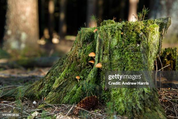 2,955 Tree Stump Fall Stock Photos, High-Res Pictures, and Images ...