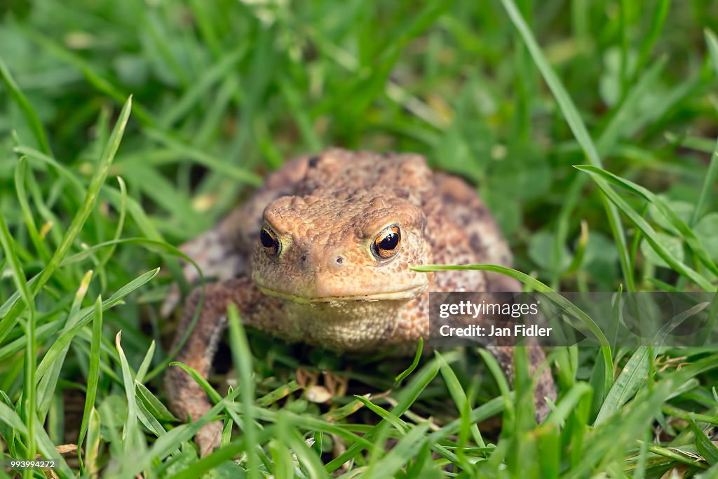 Beautiful frog in grass