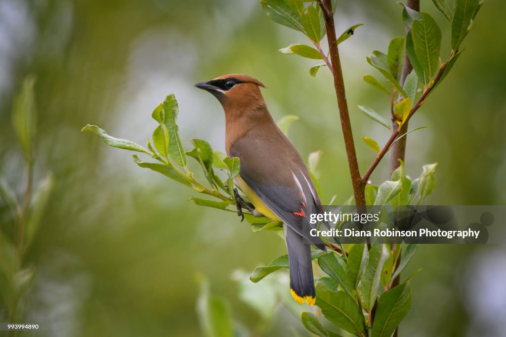 Cedar Waxwing at Lowell Riverside Trail on the Lowell River, Everett, Washington State
