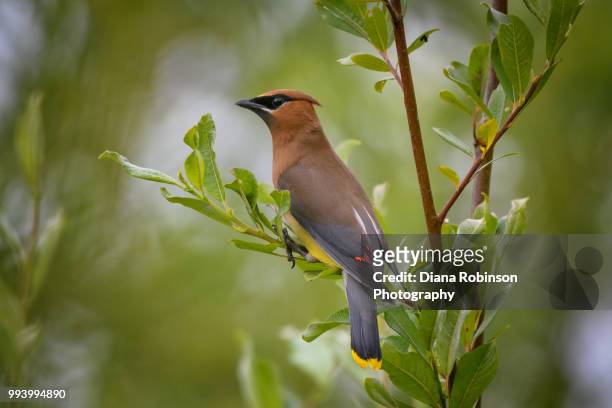 cedar waxwing at lowell riverside trail on the lowell river, everett, washington state - cedar river stock pictures, royalty-free photos & images