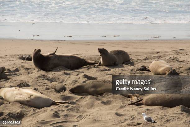 sea lion nursery - northern elephant seal stock pictures, royalty-free photos & images