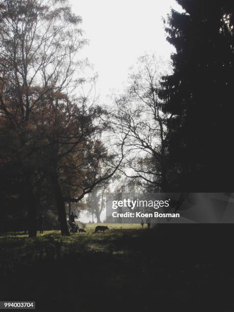 kralingse bos - bos fotografías e imágenes de stock