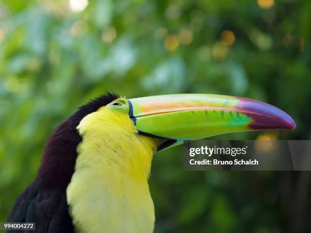 enlightened toucan - keel billed toucan stock pictures, royalty-free photos & images