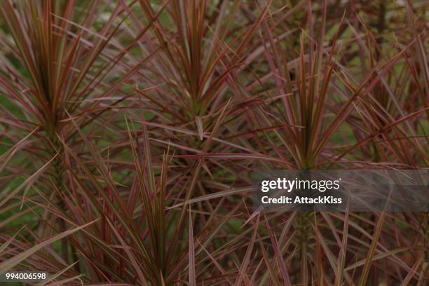 plant on lankawi - dragon tree stock pictures, royalty-free photos & images