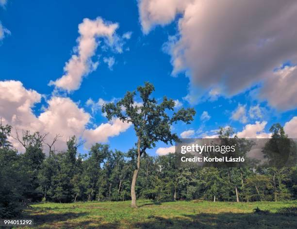 lonely tree in the middle of clearings - korbel stock pictures, royalty-free photos & images