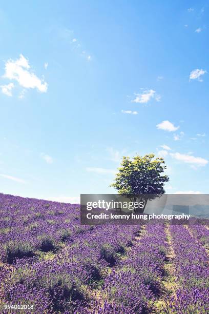 lavender garden of hinode park - kenny hung photography stock pictures, royalty-free photos & images