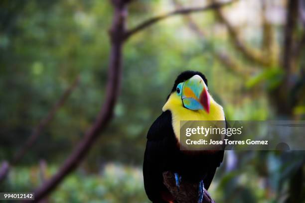 tucan - keel billed toucan stock pictures, royalty-free photos & images