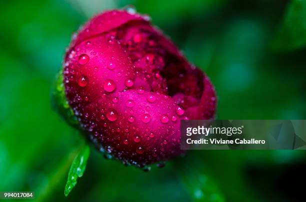 water beads on a peony bud newly hatched - viviane caballero stock pictures, royalty-free photos & images