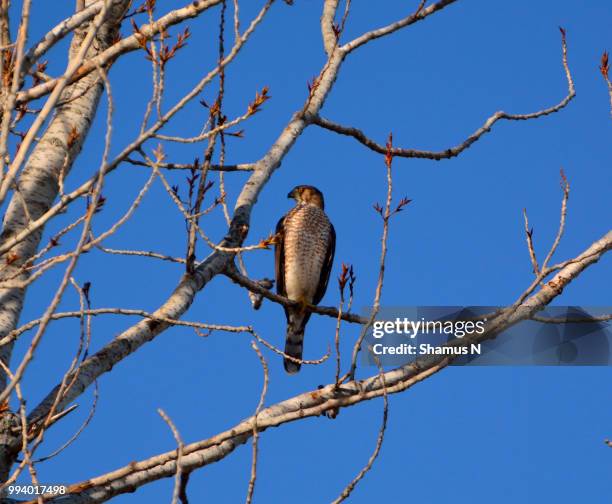 red shouldered hawk eye - hawk eye stock pictures, royalty-free photos & images