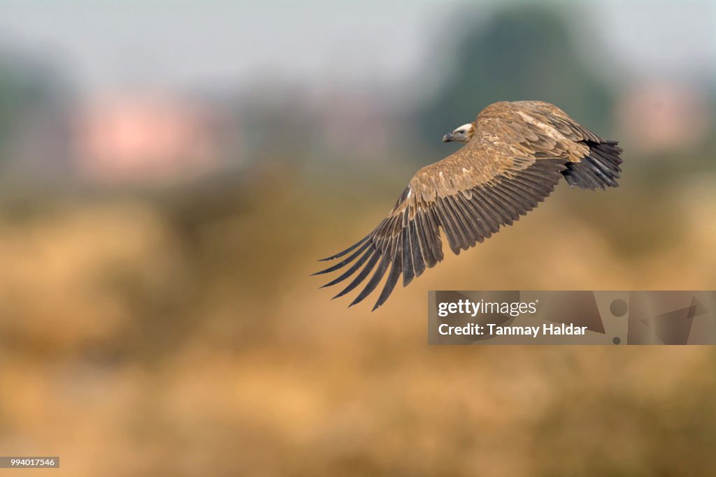 Griffon Vulture (Gyps fulvus)