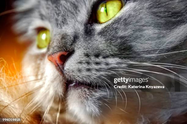 cat with green yellow eyes - yellow eyes stock pictures, royalty-free photos & images