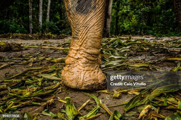 chiang mai elephant sanctuary tripadvisor - 1 mai stockfoto's en -beelden