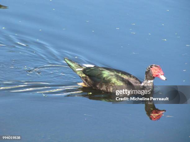 photo by: micheline perreault - muscovy duck stock pictures, royalty-free photos & images