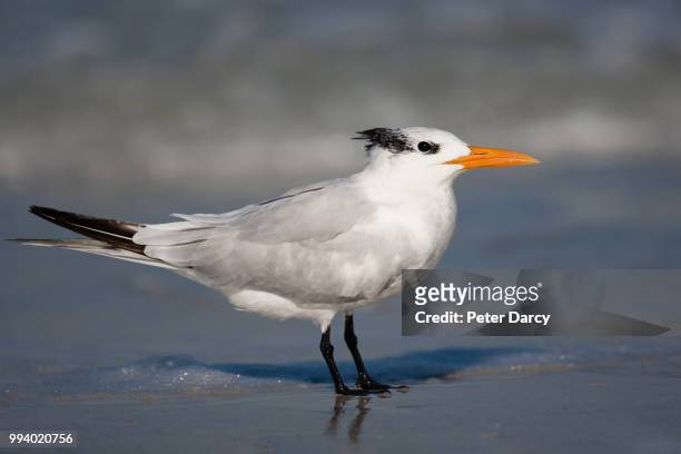royal tern - royal tern stock pictures, royalty-free photos & images
