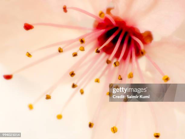2,960 Kumi Stock Photos, High-Res Pictures, and Images - Getty Images