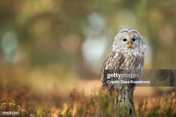 owl beuty - ural owl stock pictures, royalty-free photos & images