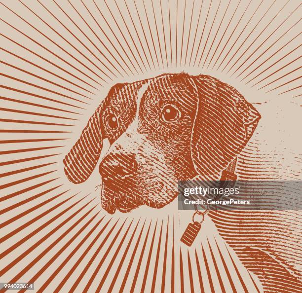 pointer dog hoping to be adopted - pointer dog stock illustrations