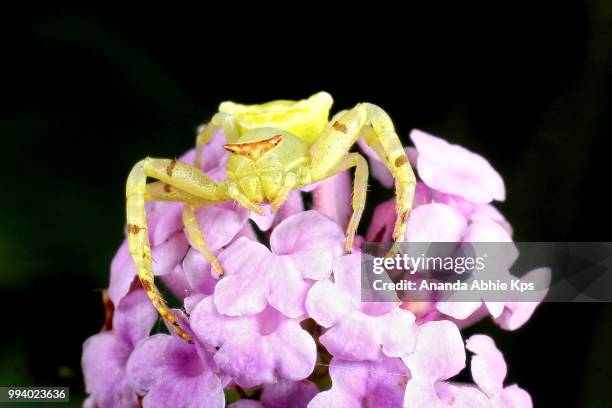 yellow crab spider - spider crab stock pictures, royalty-free photos & images