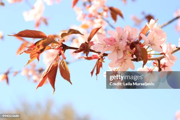 pink tree - leila stock pictures, royalty-free photos & images