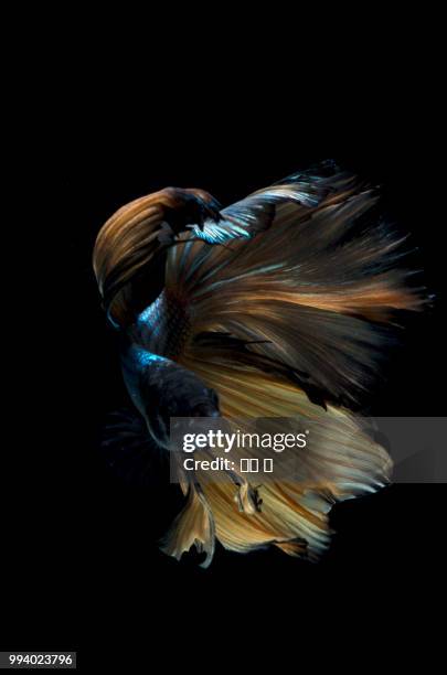 siamese fighting fish - fighting fish stock pictures, royalty-free photos & images