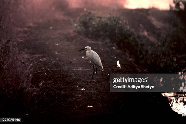 lonely egret - snöhäger bildbanksfoton och bilder