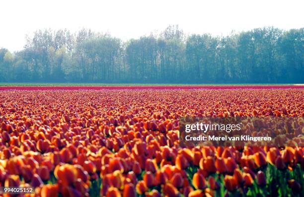 tulips - merel bildbanksfoton och bilder