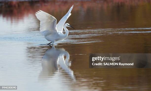 egret - little egret (egretta garzetta) stock pictures, royalty-free photos & images