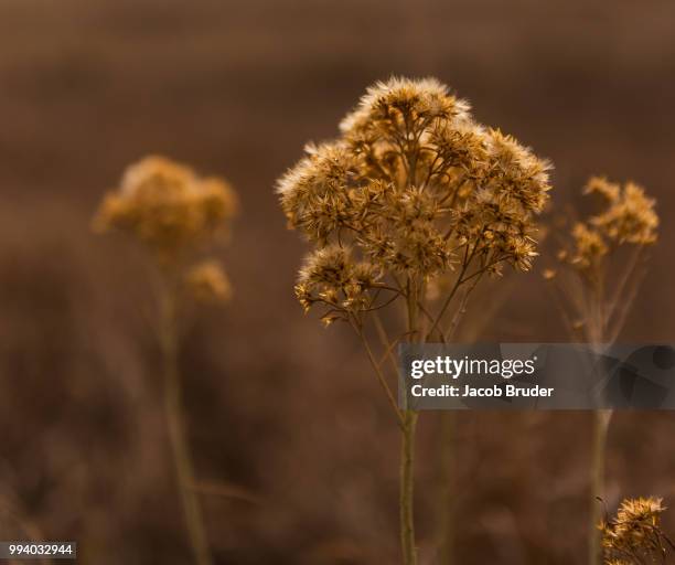 up close - bruder stockfoto's en -beelden