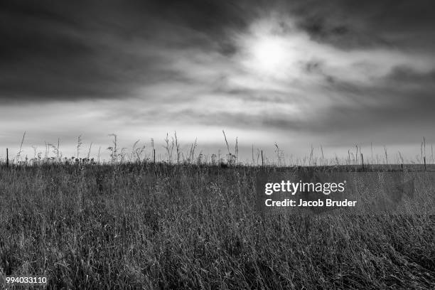 b&w field - bruder imagens e fotografias de stock