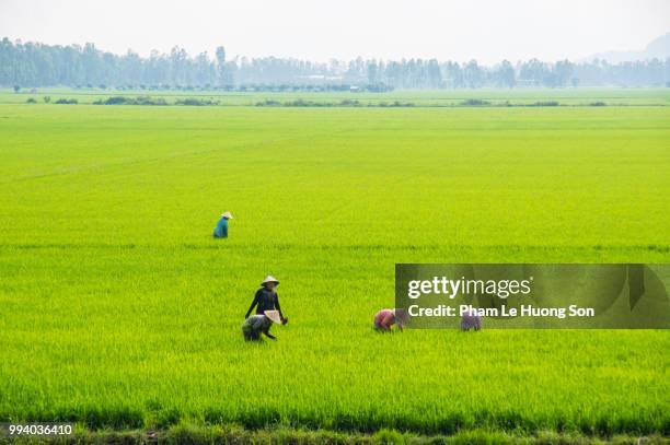 women working on the rice paddy in chau doc, an giang, vietnam - chau doc stock pictures, royalty-free photos & images