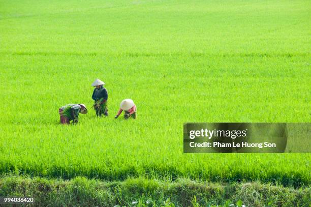 women working on the rice paddy in chau doc, an giang, vietnam - chau doc stock pictures, royalty-free photos & images