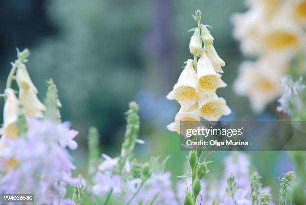 flowers digitalis grandiflora - digitalis grandiflora stock pictures, royalty-free photos & images