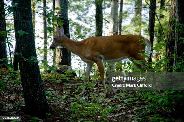 white tail deer - white tail buck bildbanksfoton och bilder