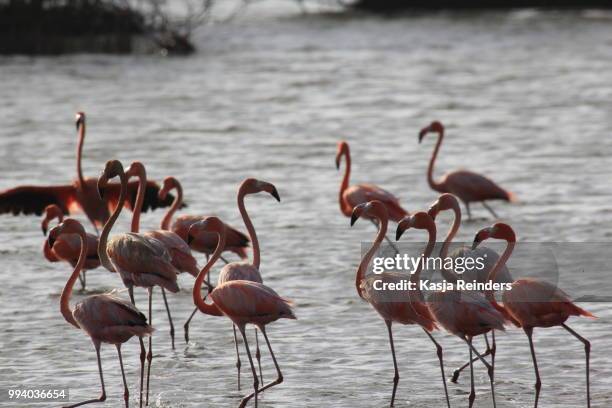 flamingo's toghether - roter flamingo stock-fotos und bilder